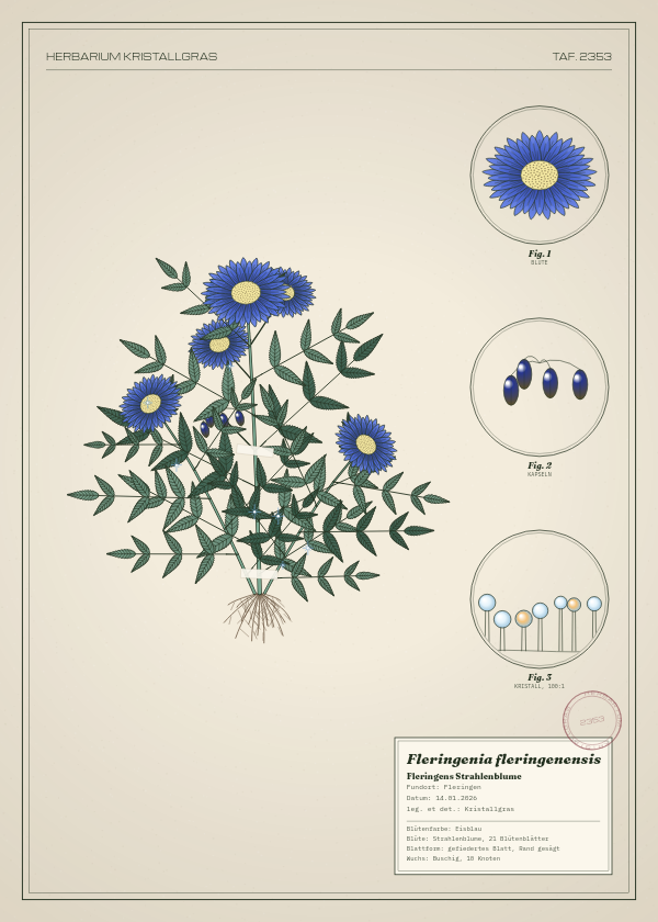 Botanische Tafel: Fleringenia fleringenensis, eine erfundene Pflanze aus Fleringen, gezeichnet wie in einem alten Pflanzenatlas