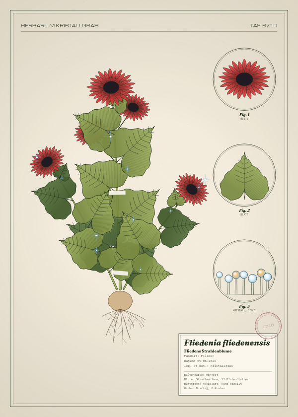 Botanische Tafel: Fliedenia fliedenensis, eine erfundene Pflanze aus Flieden, gezeichnet wie in einem alten Pflanzenatlas