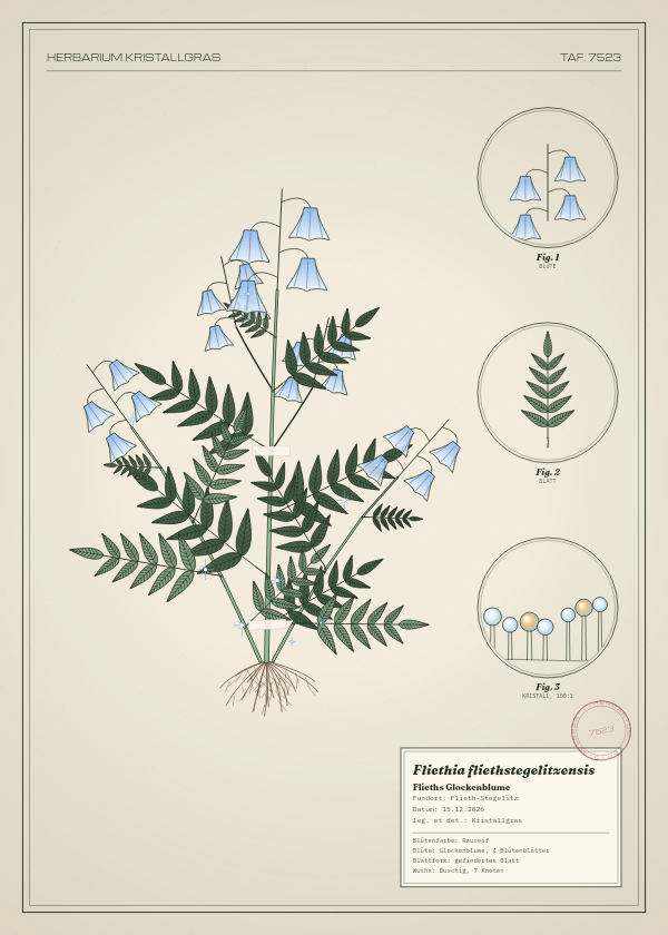 Botanische Tafel: Fliethia fliethstegelitzensis, eine erfundene Pflanze aus Flieth-Stegelitz, gezeichnet wie in einem alten Pflanzenatlas