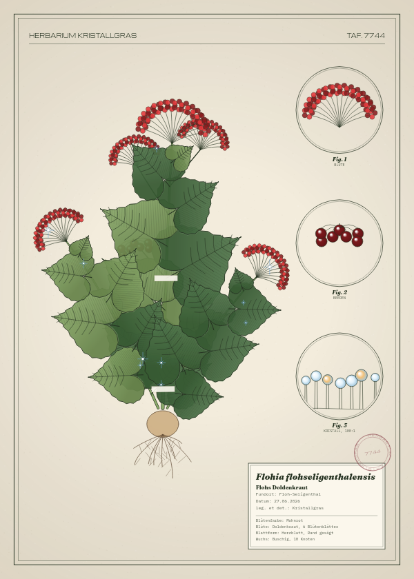 Botanische Tafel: Flohia flohseligenthalensis, eine erfundene Pflanze aus Floh-Seligenthal, gezeichnet wie in einem alten Pflanzenatlas