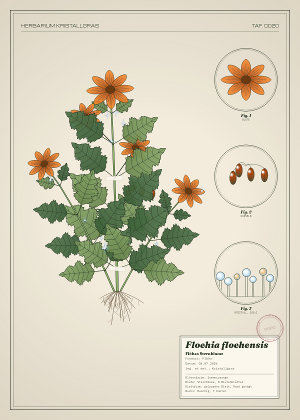 Botanische Tafel: Floehia floehensis, eine erfundene Pflanze aus Flöha, gezeichnet wie in einem alten Pflanzenatlas