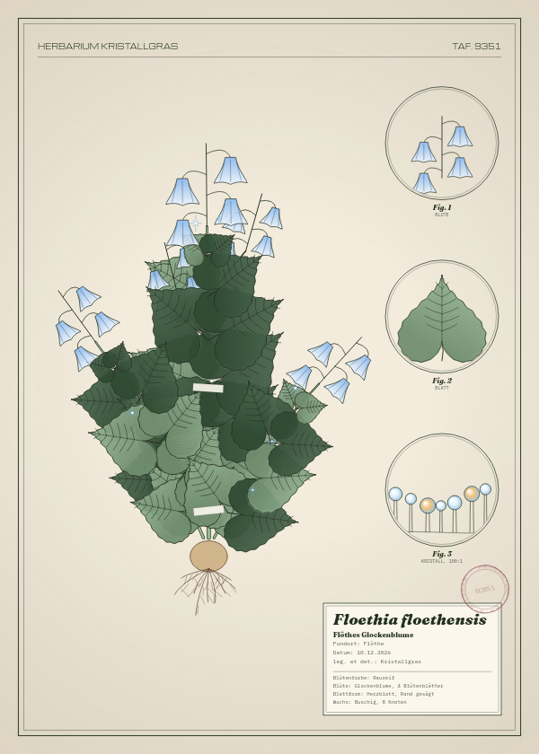 Botanische Tafel: Floethia floethensis, eine erfundene Pflanze aus Flöthe, gezeichnet wie in einem alten Pflanzenatlas