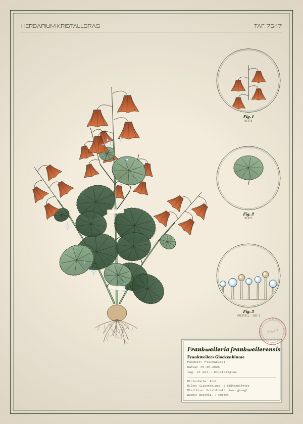 Botanische Tafel: Frankweileria frankweilerensis, eine erfundene Pflanze aus Frankweiler, gezeichnet wie in einem alten Pflanzenatlas