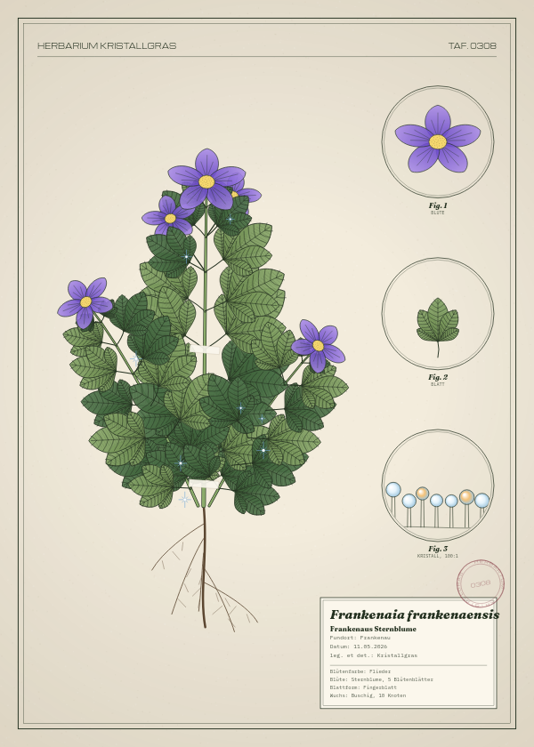 Botanische Tafel: Frankenaia frankenaensis, eine erfundene Pflanze aus Frankenau, gezeichnet wie in einem alten Pflanzenatlas