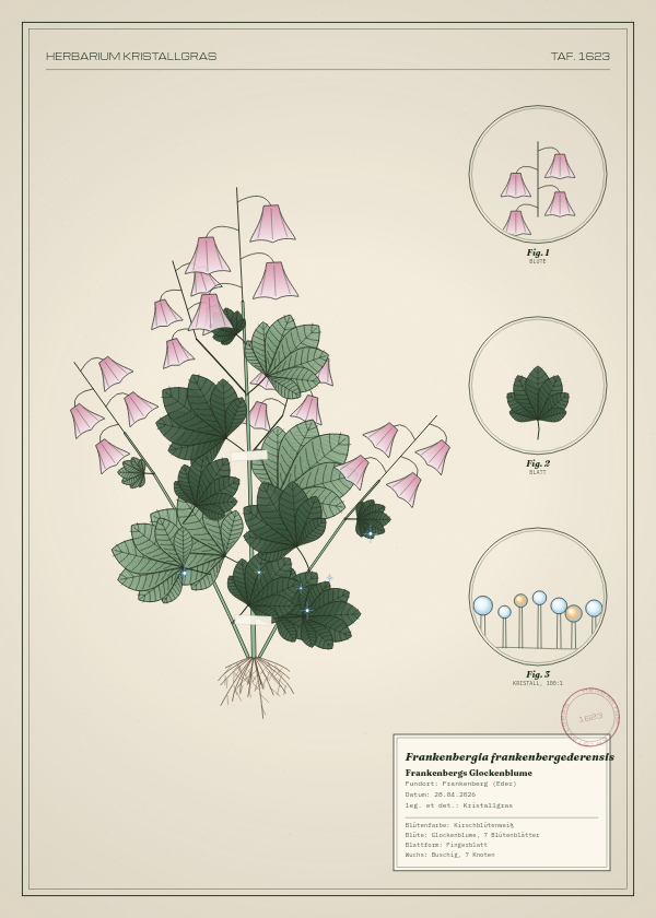 Botanische Tafel: Frankenbergia frankenbergederensis, eine erfundene Pflanze aus Frankenberg (Eder), gezeichnet wie in einem alten Pflanzenatlas