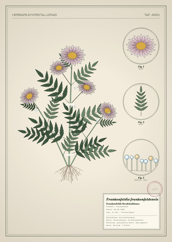 Botanische Tafel: Frankenfeldia frankenfeldensis, eine erfundene Pflanze aus Frankenfeld, gezeichnet wie in einem alten Pflanzenatlas