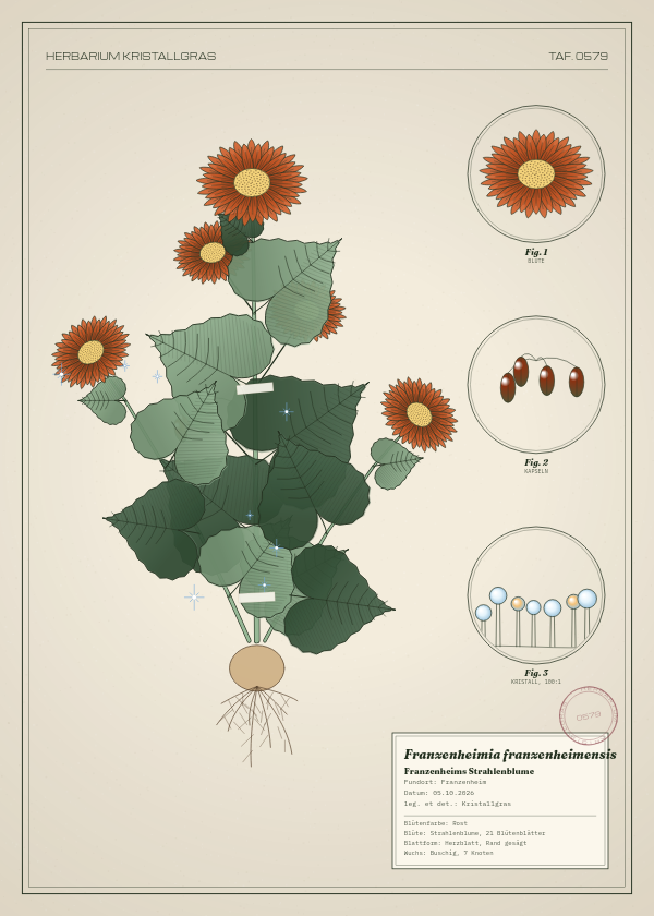 Botanische Tafel: Franzenheimia franzenheimensis, eine erfundene Pflanze aus Franzenheim, gezeichnet wie in einem alten Pflanzenatlas