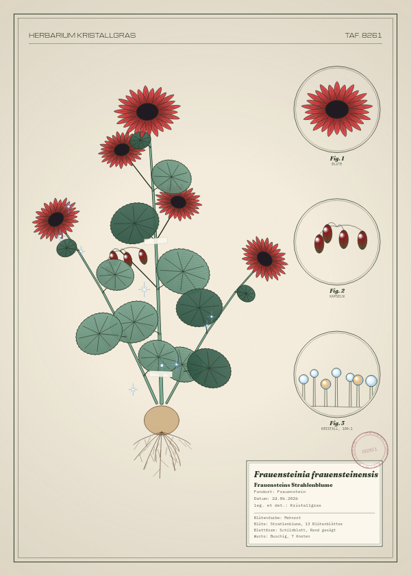 Botanische Tafel: Frauensteinia frauensteinensis, eine erfundene Pflanze aus Frauenstein, gezeichnet wie in einem alten Pflanzenatlas