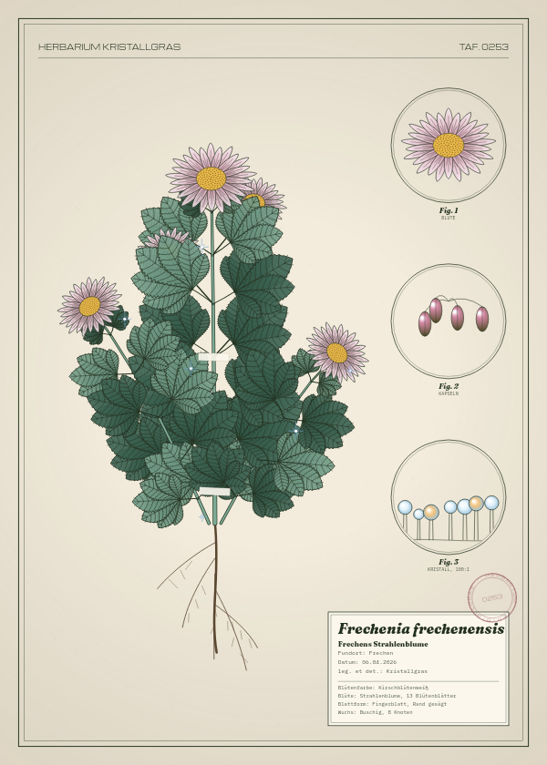 Botanische Tafel: Frechenia frechenensis, eine erfundene Pflanze aus Frechen, gezeichnet wie in einem alten Pflanzenatlas
