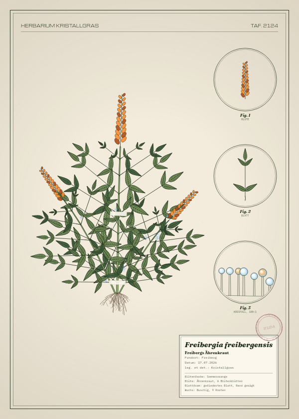 Botanische Tafel: Freibergia freibergensis, eine erfundene Pflanze aus Freiberg, gezeichnet wie in einem alten Pflanzenatlas