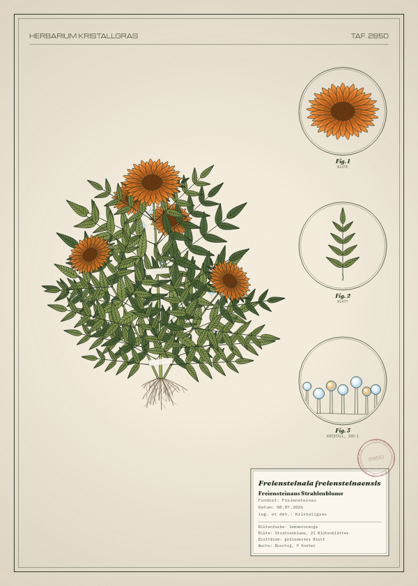 Botanische Tafel: Freiensteinaia freiensteinaensis, eine erfundene Pflanze aus Freiensteinau, gezeichnet wie in einem alten Pflanzenatlas