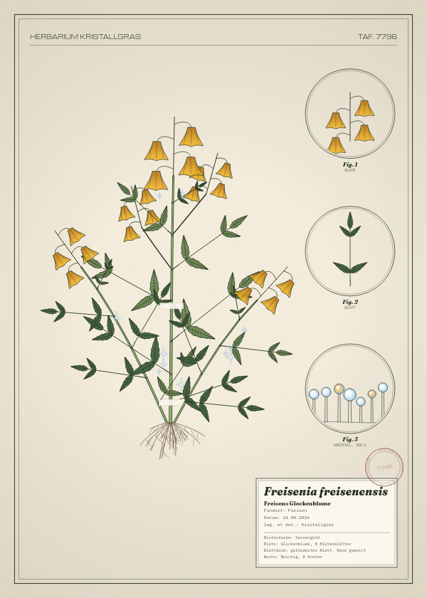 Botanische Tafel: Freisenia freisenensis, eine erfundene Pflanze aus Freisen, gezeichnet wie in einem alten Pflanzenatlas