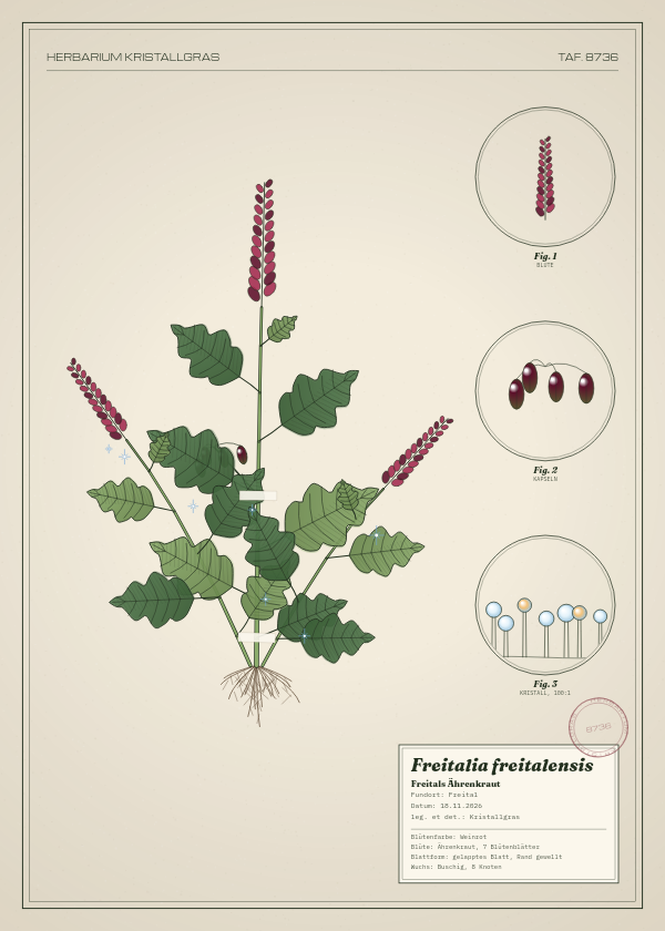 Botanische Tafel: Freitalia freitalensis, eine erfundene Pflanze aus Freital, gezeichnet wie in einem alten Pflanzenatlas