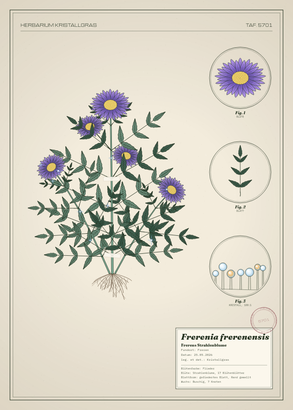 Botanische Tafel: Frerenia frerenensis, eine erfundene Pflanze aus Freren, gezeichnet wie in einem alten Pflanzenatlas
