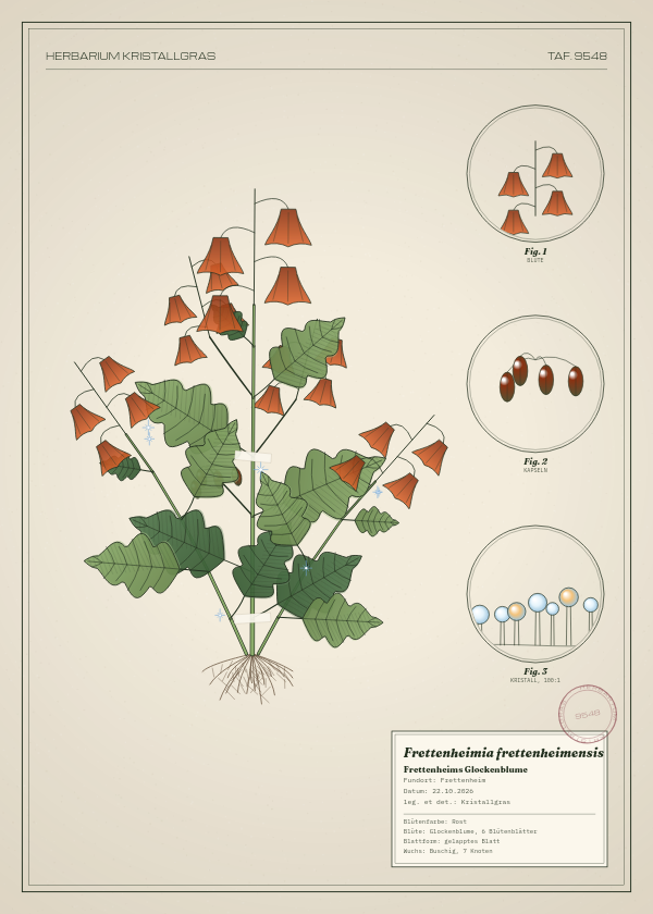 Botanische Tafel: Frettenheimia frettenheimensis, eine erfundene Pflanze aus Frettenheim, gezeichnet wie in einem alten Pflanzenatlas