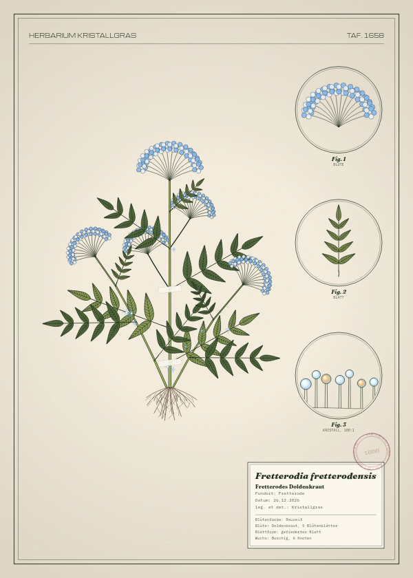 Botanische Tafel: Fretterodia fretterodensis, eine erfundene Pflanze aus Fretterode, gezeichnet wie in einem alten Pflanzenatlas