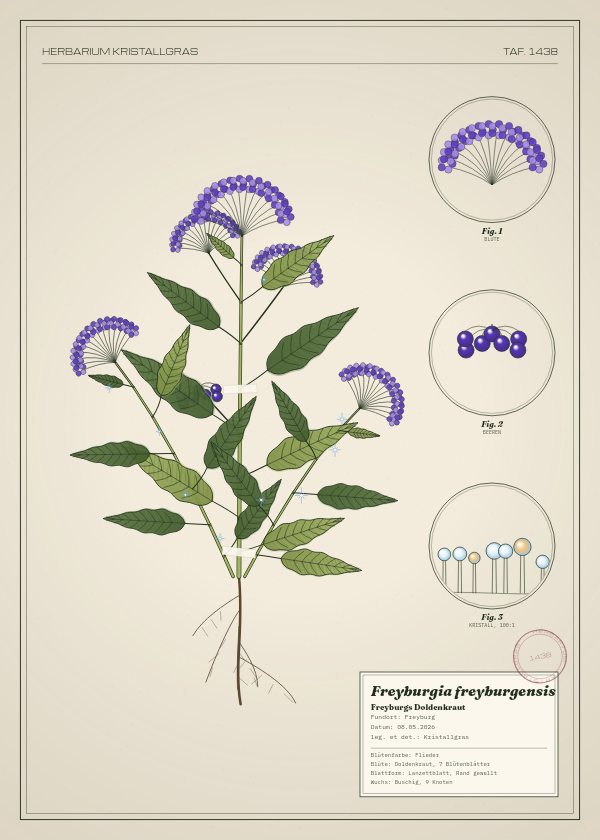 Botanische Tafel: Freyburgia freyburgensis, eine erfundene Pflanze aus Freyburg, gezeichnet wie in einem alten Pflanzenatlas