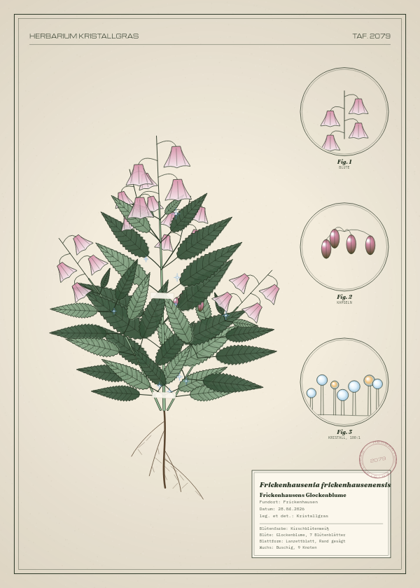 Botanische Tafel: Frickenhausenia frickenhausenensis, eine erfundene Pflanze aus Frickenhausen, gezeichnet wie in einem alten Pflanzenatlas