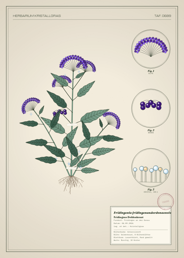 Botanische Tafel: Fridingenia fridingenanderdonaensis, eine erfundene Pflanze aus Fridingen an der Donau, gezeichnet wie in einem alten Pflanzenatlas