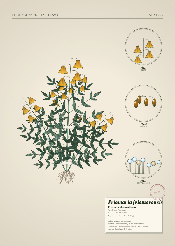 Botanische Tafel: Friemaria friemarensis, eine erfundene Pflanze aus Friemar, gezeichnet wie in einem alten Pflanzenatlas