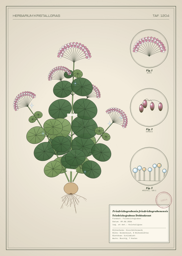 Botanische Tafel: Friedrichsgrabenia friedrichsgrabenensis, eine erfundene Pflanze aus Friedrichsgraben, gezeichnet wie in einem alten Pflanzenatlas