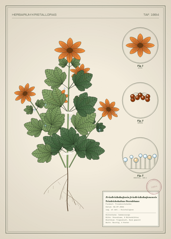 Botanische Tafel: Friedrichshafenia friedrichshafenensis, eine erfundene Pflanze aus Friedrichshafen, gezeichnet wie in einem alten Pflanzenatlas