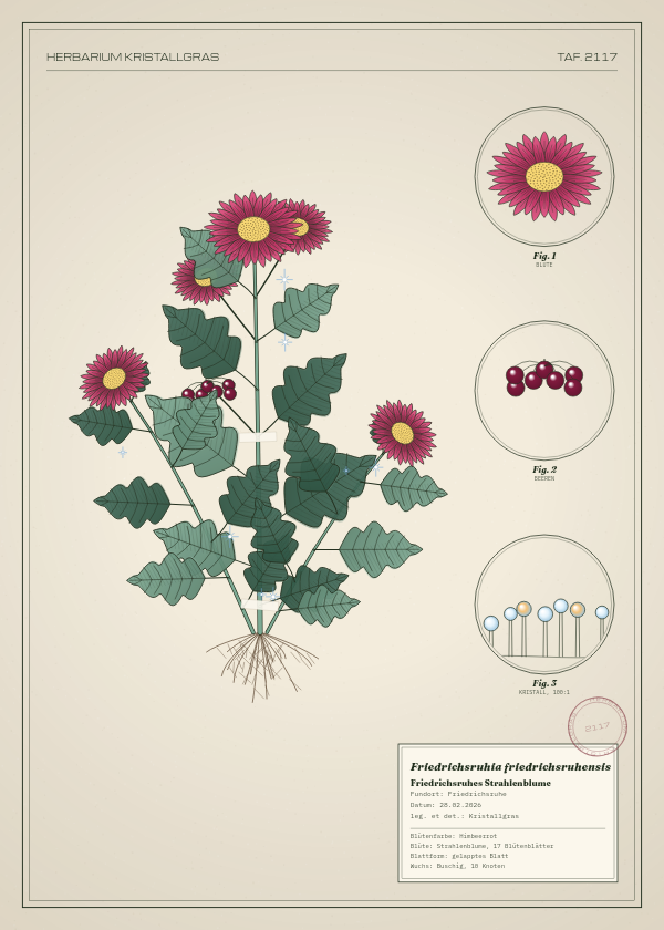 Botanische Tafel: Friedrichsruhia friedrichsruhensis, eine erfundene Pflanze aus Friedrichsruhe, gezeichnet wie in einem alten Pflanzenatlas