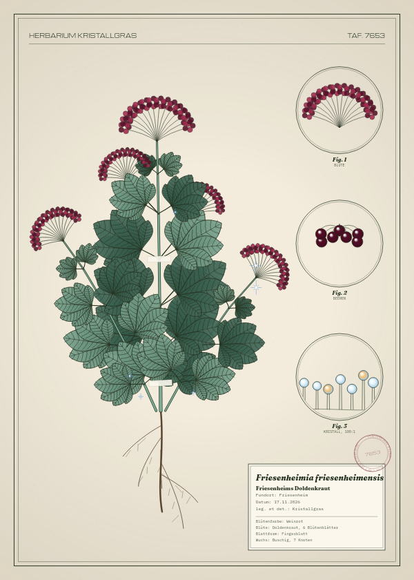 Botanische Tafel: Friesenheimia friesenheimensis, eine erfundene Pflanze aus Friesenheim, gezeichnet wie in einem alten Pflanzenatlas