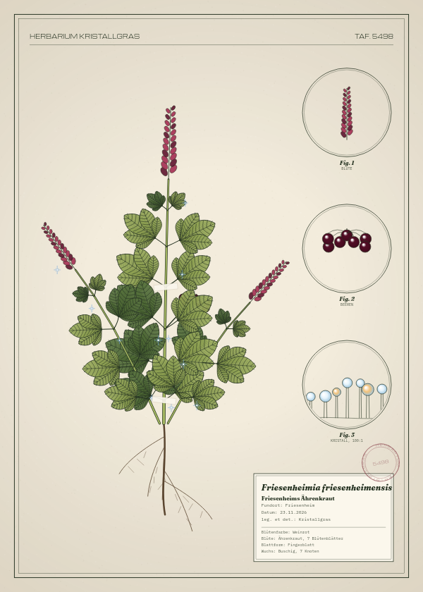 Botanische Tafel: Friesenheimia friesenheimensis, eine erfundene Pflanze aus Friesenheim, gezeichnet wie in einem alten Pflanzenatlas