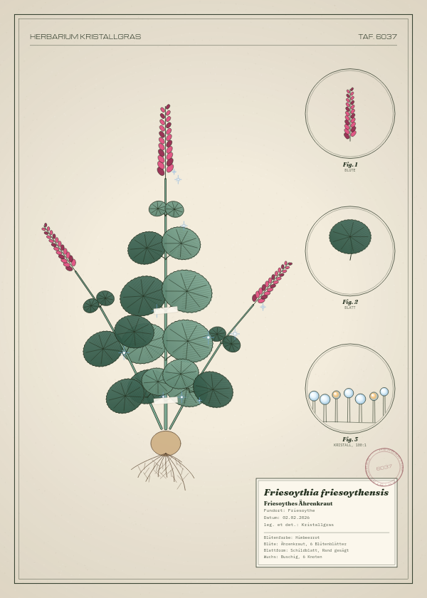Botanische Tafel: Friesoythia friesoythensis, eine erfundene Pflanze aus Friesoythe, gezeichnet wie in einem alten Pflanzenatlas