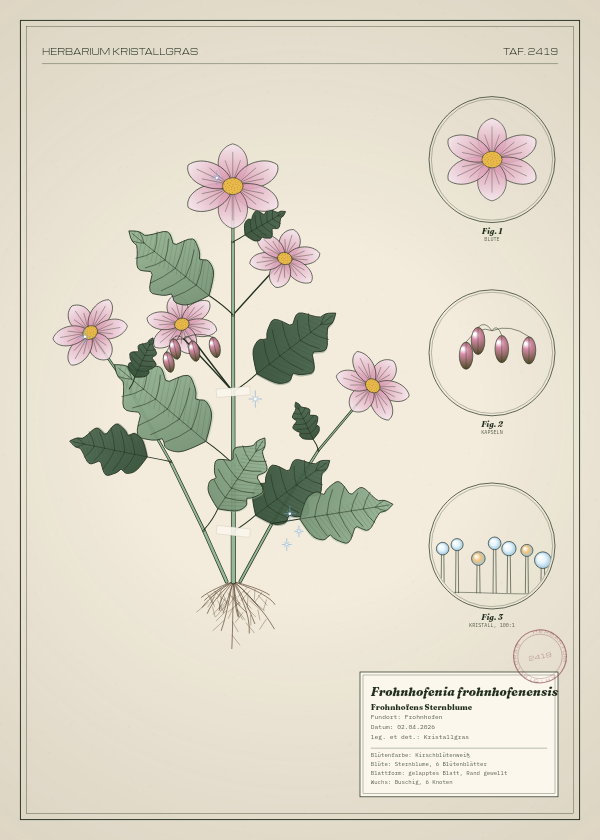 Botanische Tafel: Frohnhofenia frohnhofenensis, eine erfundene Pflanze aus Frohnhofen, gezeichnet wie in einem alten Pflanzenatlas