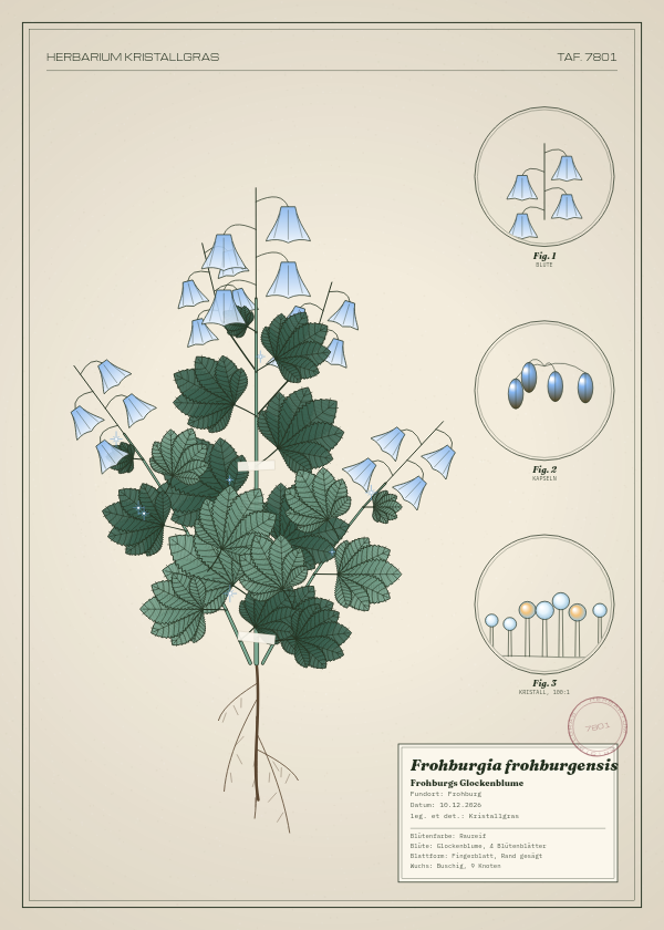 Botanische Tafel: Frohburgia frohburgensis, eine erfundene Pflanze aus Frohburg, gezeichnet wie in einem alten Pflanzenatlas