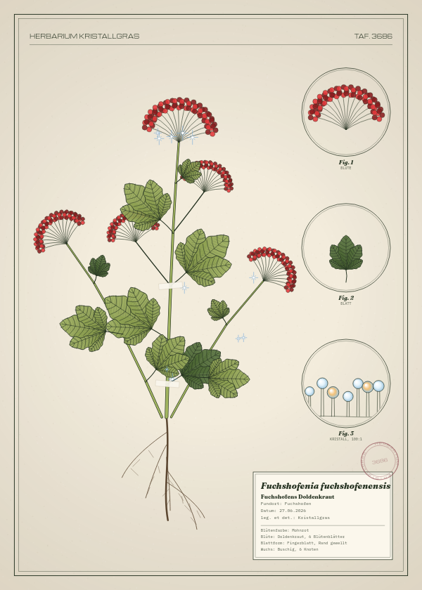 Botanische Tafel: Fuchshofenia fuchshofenensis, eine erfundene Pflanze aus Fuchshofen, gezeichnet wie in einem alten Pflanzenatlas