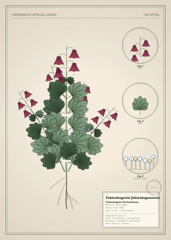 Botanische Tafel: Fuhlenhagenia fuhlenhagenensis, eine erfundene Pflanze aus Fuhlenhagen, gezeichnet wie in einem alten Pflanzenatlas