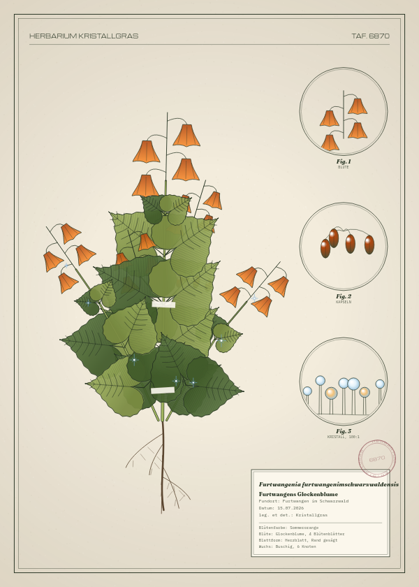 Botanische Tafel: Furtwangenia furtwangenimschwarzwaldensis, eine erfundene Pflanze aus Furtwangen im Schwarzwald, gezeichnet wie in einem alten Pflanzenatlas