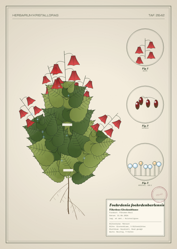 Botanische Tafel: Foehrdenia foehrdenbarlensis, eine erfundene Pflanze aus Föhrden-Barl, gezeichnet wie in einem alten Pflanzenatlas