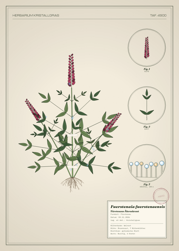 Botanische Tafel: Fuerstenaia fuerstenaensis, eine erfundene Pflanze aus Fürstenau, gezeichnet wie in einem alten Pflanzenatlas
