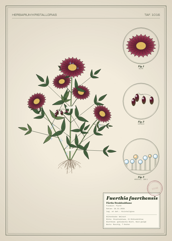 Botanische Tafel: Fuerthia fuerthensis, eine erfundene Pflanze aus Fürth, gezeichnet wie in einem alten Pflanzenatlas