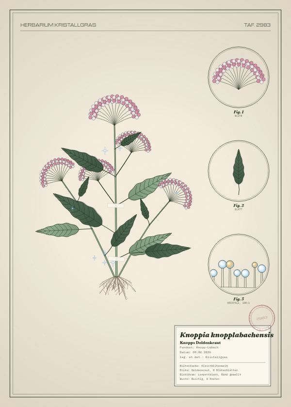 Botanische Tafel: Knoppia knopplabachensis, eine erfundene Pflanze aus Knopp-Labach, gezeichnet wie in einem alten Pflanzenatlas
