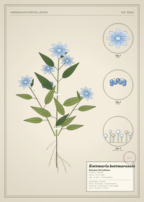 Botanische Tafel: Kottmaria kottmarensis, eine erfundene Pflanze aus Kottmar, gezeichnet wie in einem alten Pflanzenatlas