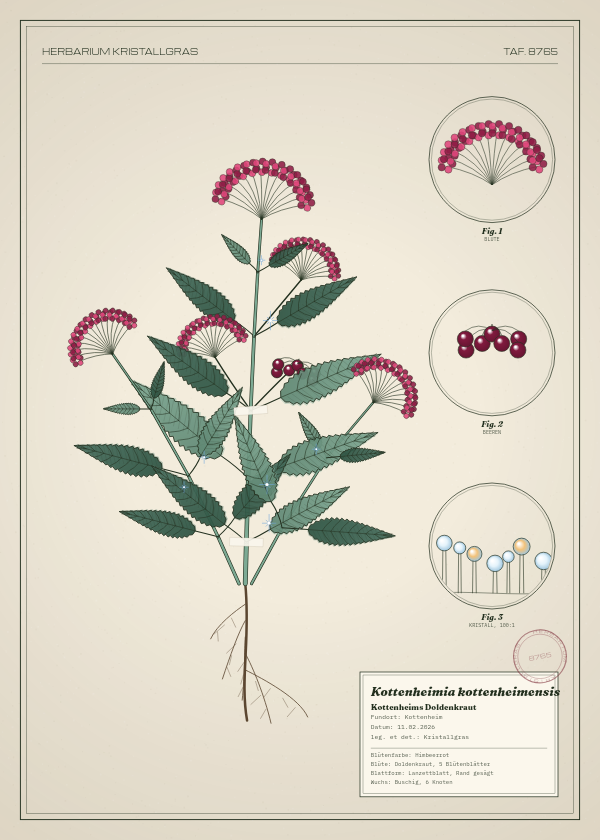 Botanische Tafel: Kottenheimia kottenheimensis, eine erfundene Pflanze aus Kottenheim, gezeichnet wie in einem alten Pflanzenatlas