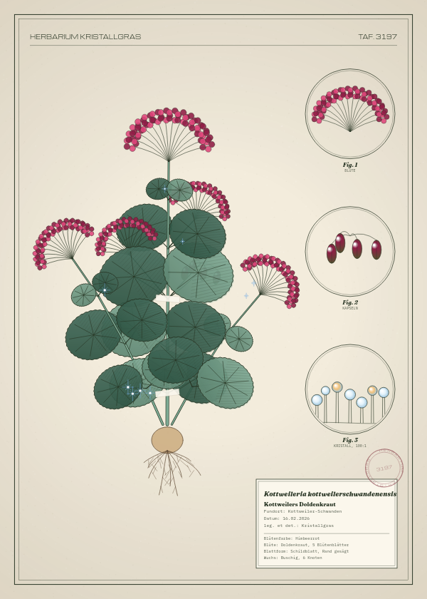 Botanische Tafel: Kottweileria kottweilerschwandenensis, eine erfundene Pflanze aus Kottweiler-Schwanden, gezeichnet wie in einem alten Pflanzenatlas