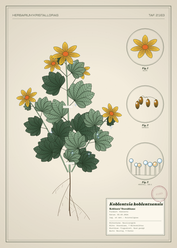 Botanische Tafel: Koblentzia koblentzensis, eine erfundene Pflanze aus Koblentz, gezeichnet wie in einem alten Pflanzenatlas