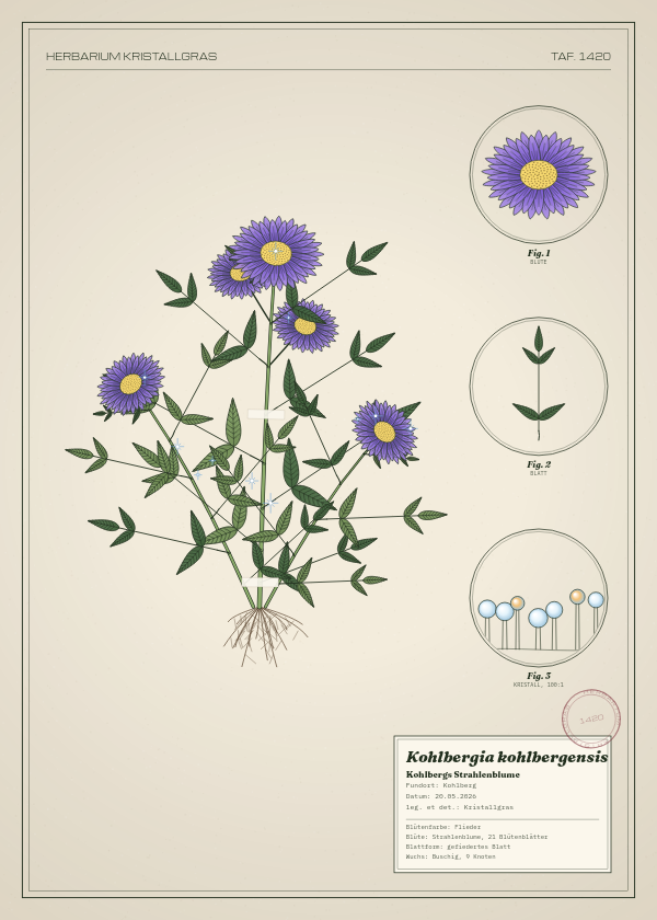 Botanische Tafel: Kohlbergia kohlbergensis, eine erfundene Pflanze aus Kohlberg, gezeichnet wie in einem alten Pflanzenatlas