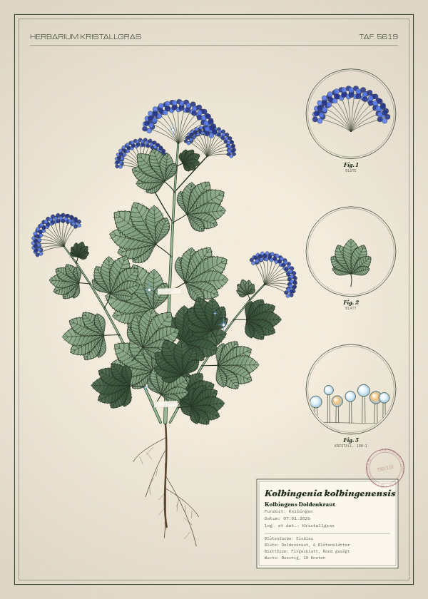Botanische Tafel: Kolbingenia kolbingenensis, eine erfundene Pflanze aus Kolbingen, gezeichnet wie in einem alten Pflanzenatlas
