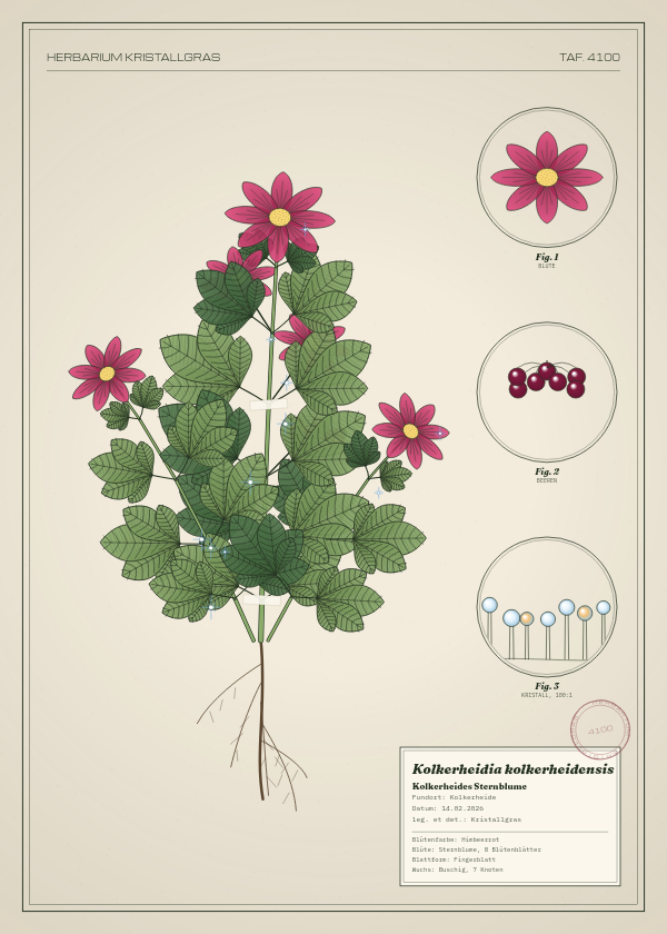 Botanische Tafel: Kolkerheidia kolkerheidensis, eine erfundene Pflanze aus Kolkerheide, gezeichnet wie in einem alten Pflanzenatlas