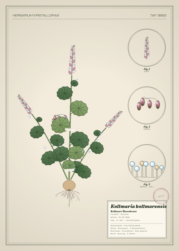 Botanische Tafel: Kollmaria kollmarensis, eine erfundene Pflanze aus Kollmar, gezeichnet wie in einem alten Pflanzenatlas