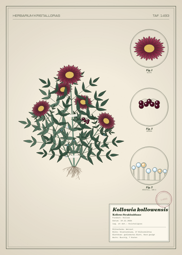 Botanische Tafel: Kollowia kollowensis, eine erfundene Pflanze aus Kollow, gezeichnet wie in einem alten Pflanzenatlas