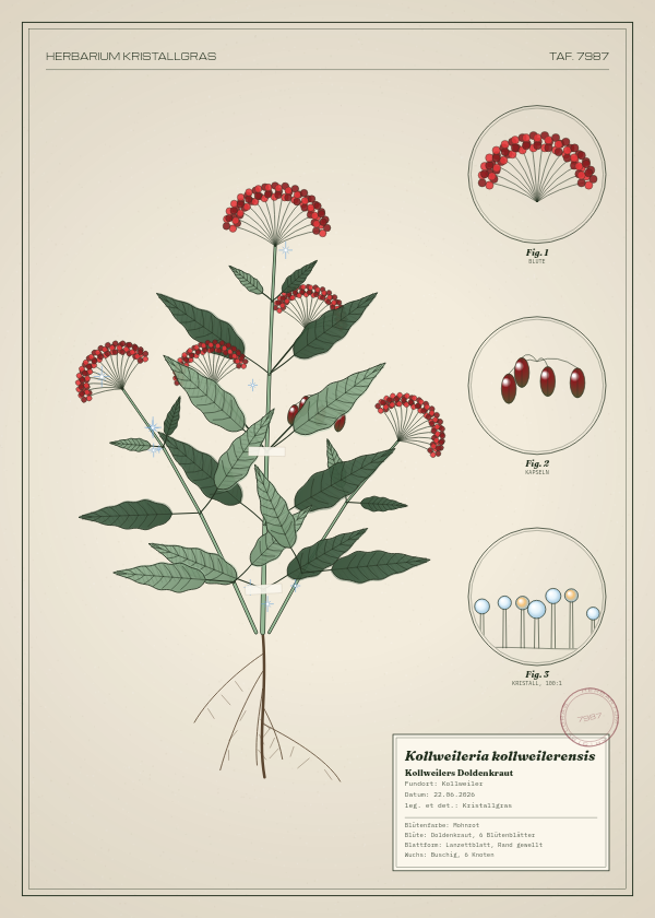 Botanische Tafel: Kollweileria kollweilerensis, eine erfundene Pflanze aus Kollweiler, gezeichnet wie in einem alten Pflanzenatlas