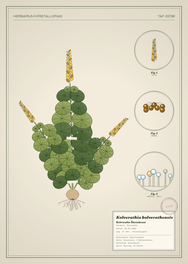 Botanische Tafel: Kolverathia kolverathensis, eine erfundene Pflanze aus Kolverath, gezeichnet wie in einem alten Pflanzenatlas